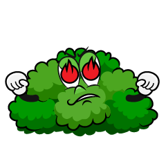 Enthusiasm Bush