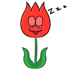 Sleeping Tulip