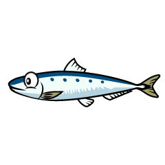 Sardine