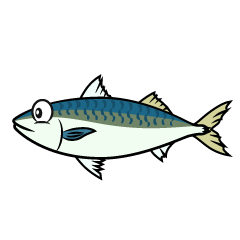 Mackerel