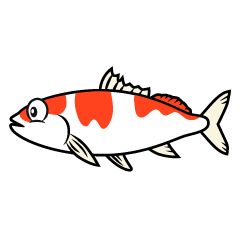 Carp