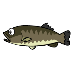 Black Bass