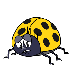 Depressed Yellow Ladybug
