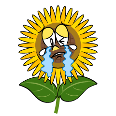 Crying Sunflower