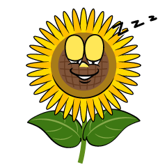 Sleeping Sunflower