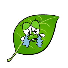 Crying Leaf