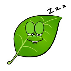 Sleeping Leaf