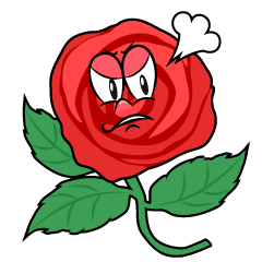 Angry Rose