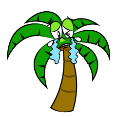 Crying Palm Tree