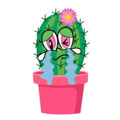 Crying Girl Cactus