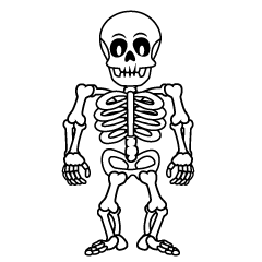 Skeleton